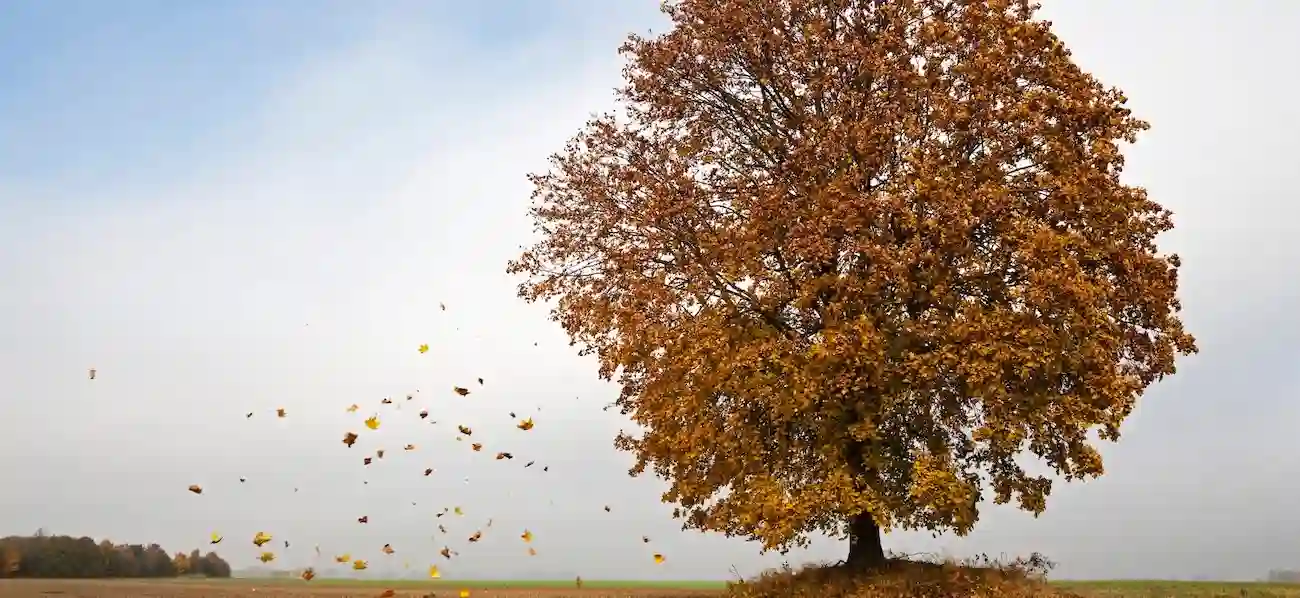 Ever-Increasing Agility in a Changing Environment