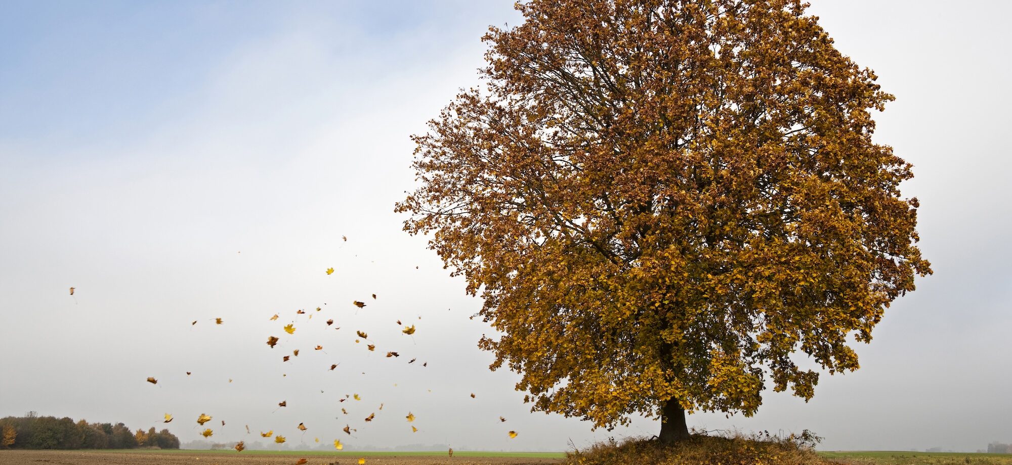 Ever-Increasing Agility in a Changing Environment